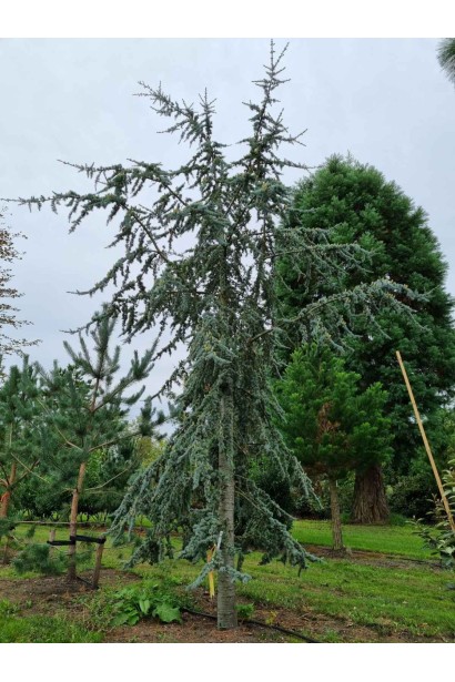 Кедр ліванський Glauca